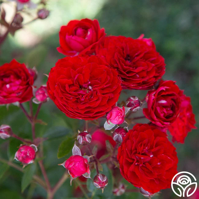 Veranda® Roxanne 2 Veranda® Roxanne - Image 2