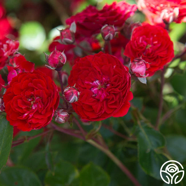 Veranda® Roxanne 4 Veranda® Roxanne - Image 4