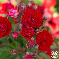 Veranda® Roxanne 14 Veranda® Roxanne -RoseLuxe Shop Roxanne veranda 17