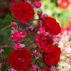 Veranda® Roxanne 17 Veranda® Roxanne -RoseLuxe Shop Roxanne veranda 188