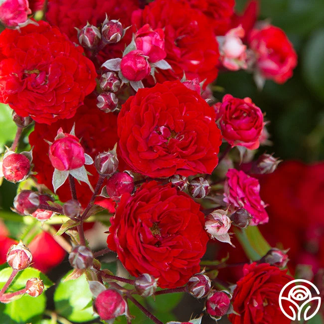 Veranda® Roxanne 7 Veranda® Roxanne - Image 7