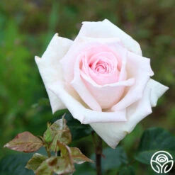 Royal Highness 9 Royal Highness -RoseLuxe Shop Royal Highness 15