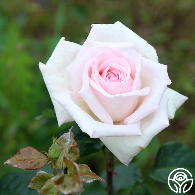 Royal Highness 3 Royal Highness - Image 3