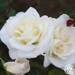 Saratoga -RoseLuxe Shop Saratoga 13