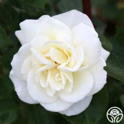 Saratoga -RoseLuxe Shop Saratoga 16