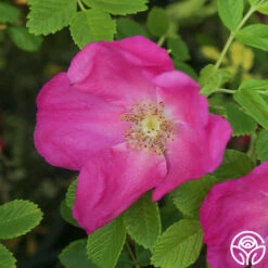 Scabrosa -RoseLuxe Shop Scabrosa 02