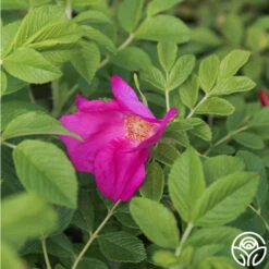 Scabrosa -RoseLuxe Shop Scabrosa 03