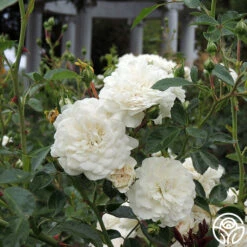 Seafoam 11 Seafoam -RoseLuxe Shop Seafoam 034