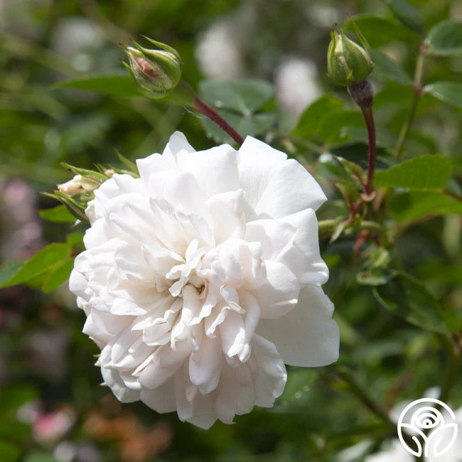 Seafoam 4 Seafoam - Image 4