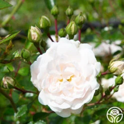 Seafoam 15 Seafoam -RoseLuxe Shop Seafoam 12