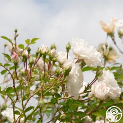 Seafoam 14 Seafoam -RoseLuxe Shop Seafoam 13