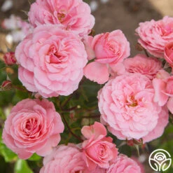 Best Seller 5 Sexy Rexy®