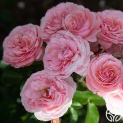 Sexy Rexy® 24 Sexy Rexy® -RoseLuxe Shop Sexy Rexy 2145