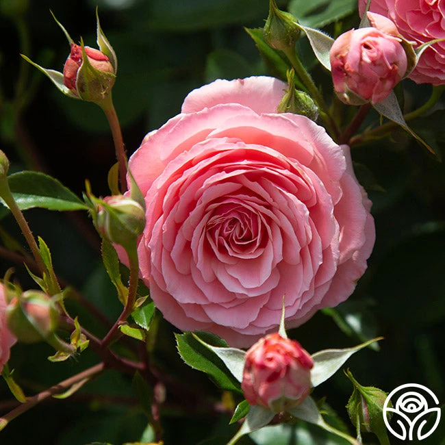 Sexy Rexy® 6 Sexy Rexy® - Image 6