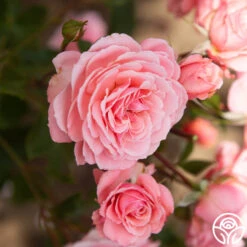 Sexy Rexy® 16 Sexy Rexy® -RoseLuxe Shop Sexy Rexy 12