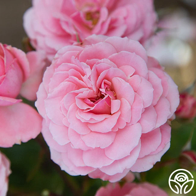 Sexy Rexy® 9 Sexy Rexy® - Image 9