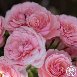 Sexy Rexy® 20 Sexy Rexy® -RoseLuxe Shop Sexy Rexy 14