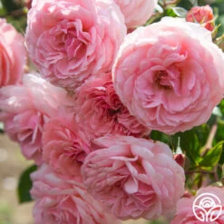 Best Seller -RoseLuxe Shop Sexy Rexy 16