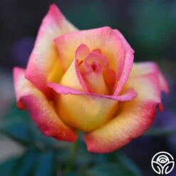 Sheila's Perfume -RoseLuxe Shop Sheila s Perfume 11 01b0fbde 44da 4776 bd16 0a1ab6093ddc