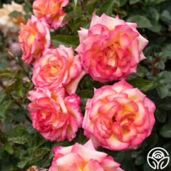 Best Seller -RoseLuxe Shop Sheila s Perfume 12