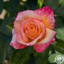 Sheila's Perfume -RoseLuxe Shop Sheila s Perfume 12 15d50d02 1ffc 4bb7 bcce f0f22fcbda16