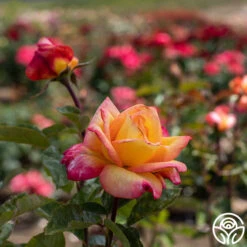 Sheila's Perfume -RoseLuxe Shop Sheila s Perfume 13