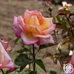 Sheila's Perfume -RoseLuxe Shop Sheila s Perfume 18