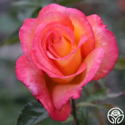 Sheila's Perfume -RoseLuxe Shop Sheila s Perfume 20