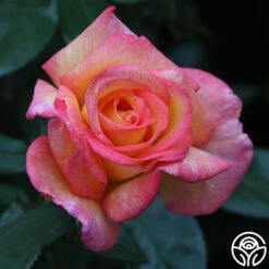 Sheila's Perfume -RoseLuxe Shop Sheila s Perfume 23