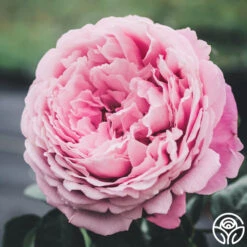 Sister Emmanuelle™ -RoseLuxe Shop Sister Emmanuelle 13