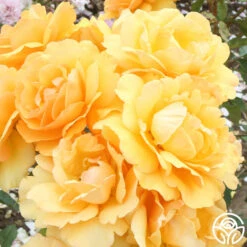 Sunbelt® South Africa® -RoseLuxe Shop South Africa 1