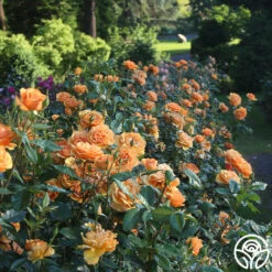 Sunbelt® South Africa® -RoseLuxe Shop South Africa 13