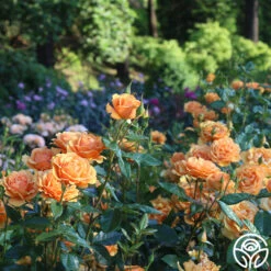 Sunbelt® South Africa® -RoseLuxe Shop South Africa 14