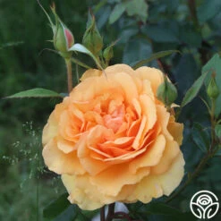 Sunbelt® South Africa® -RoseLuxe Shop South Africa 16