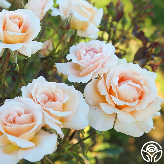 Special Occasion 7 Special Occasion - Image 7