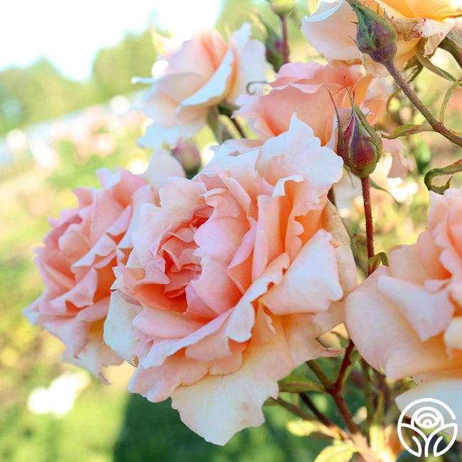 Special Occasion 5 Special Occasion - Image 5