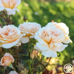 Special Occasion 16 Special Occasion -RoseLuxe Shop Special Occasion 06