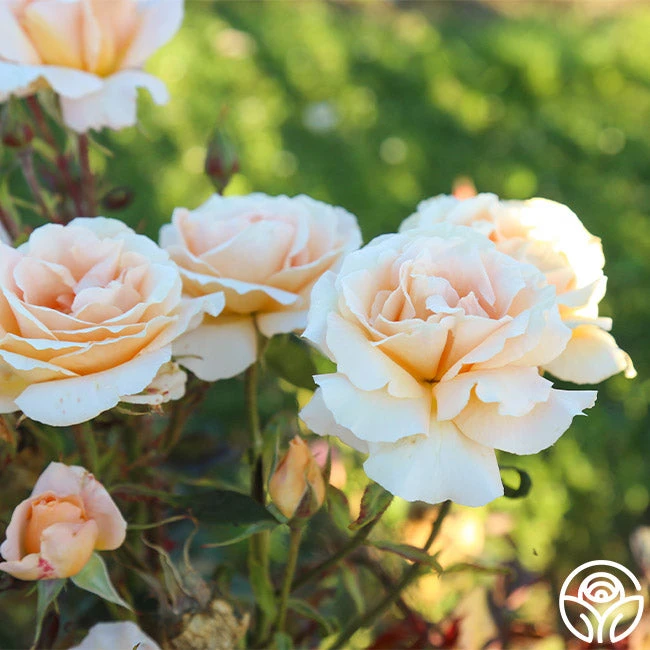 Special Occasion 8 Special Occasion - Image 8