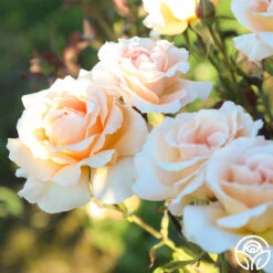 Special Occasion 17 Special Occasion -RoseLuxe Shop Special Occasion 6