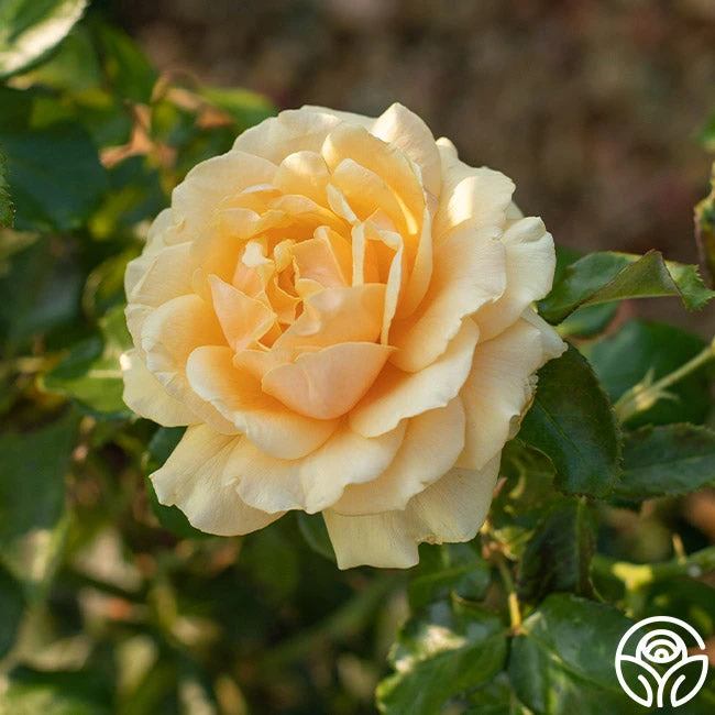 St. Tropez 1 St. Tropez