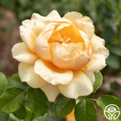 St. Tropez 9 St. Tropez -RoseLuxe Shop St Tropez 04