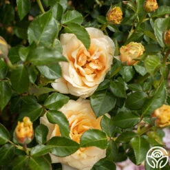 St. Tropez 11 St. Tropez -RoseLuxe Shop St. Tropex 13