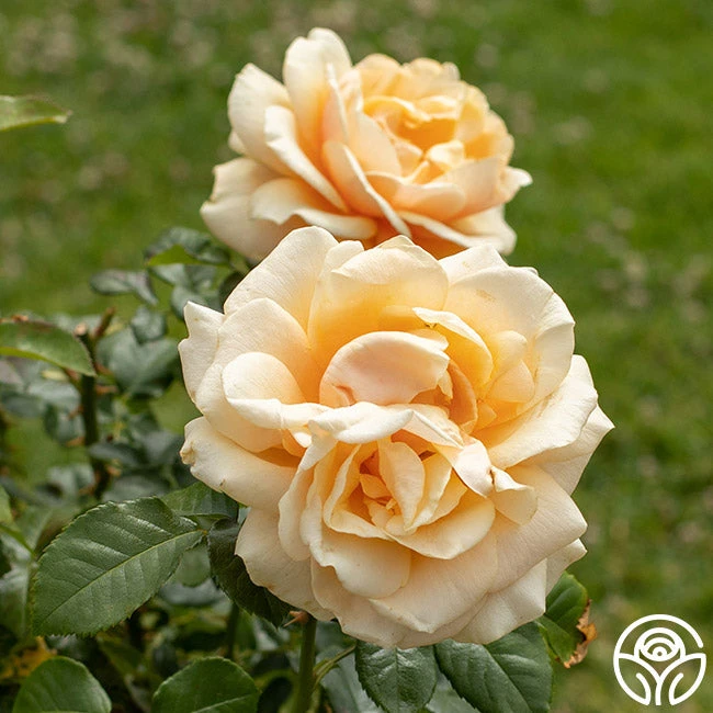 St. Tropez 2 St. Tropez - Image 2