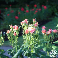 State Of Grace™ 12 State Of Grace™ -RoseLuxe Shop State of Grace 11