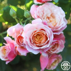 State Of Grace™ 11 State Of Grace™ -RoseLuxe Shop State of Grace 012