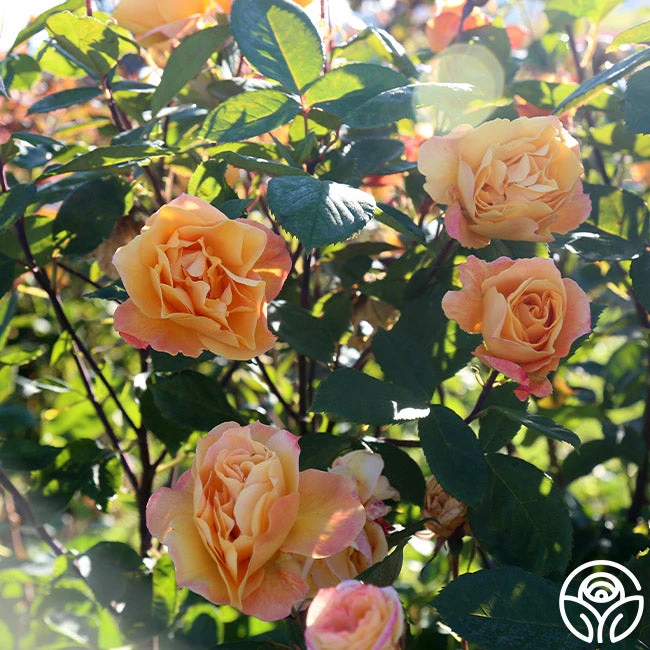 Strike It Rich™ 2 Strike It Rich™ - Image 2