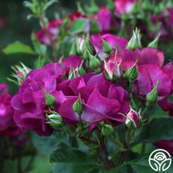 Sultry Sangria™ 19 Sultry Sangria™ -RoseLuxe Shop Sultry Sangria 11