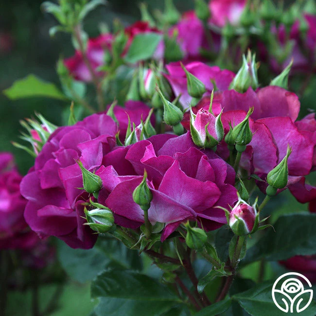 Sultry Sangria™ 10 Sultry Sangria™ - Image 10