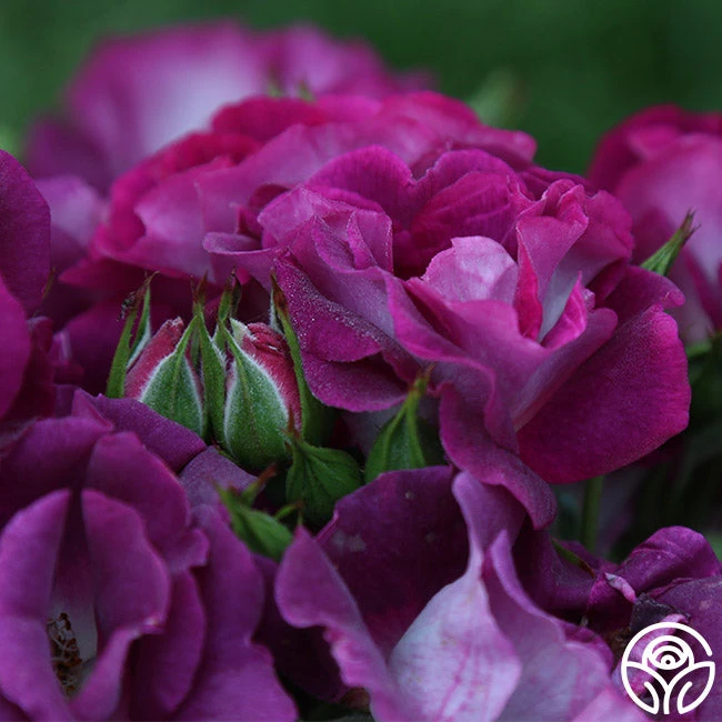 Sultry Sangria™ 6 Sultry Sangria™ - Image 6