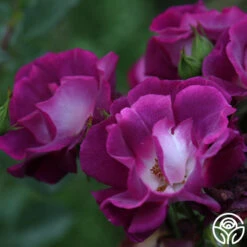 Sultry Sangria™ 12 Sultry Sangria™ -RoseLuxe Shop Sultry Sangria 13